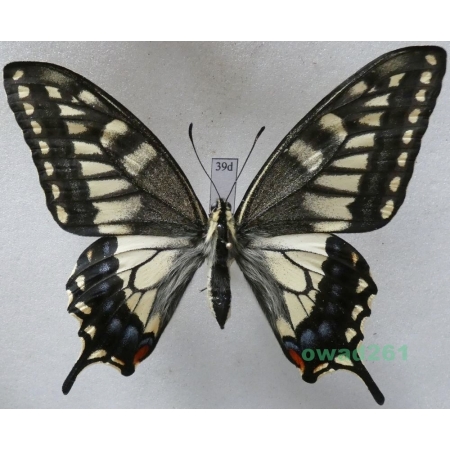 Papilio machaon hippocrates (C. & R. Felder, 1864) female ex. ovo, Japan 86mm39d
